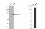 Occludin Antibody in Western Blot (WB)