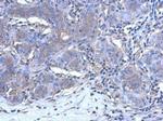 CALML3 Antibody in Immunohistochemistry (Paraffin) (IHC (P))