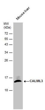 CALML3 Antibody in Western Blot (WB)