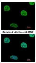 AGFG1 Antibody in Immunocytochemistry (ICC/IF)