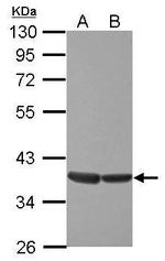 ELK3 Antibody in Western Blot (WB)