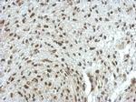 ERF Antibody in Immunohistochemistry (Paraffin) (IHC (P))