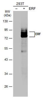 ERF Antibody in Western Blot (WB)