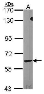 LTA4H Polyclonal Antibody