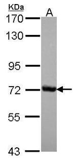 CSTF2 Antibody in Western Blot (WB)