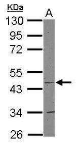 COX15 Antibody in Western Blot (WB)