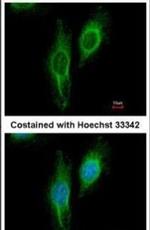 UGDH Antibody in Immunocytochemistry (ICC/IF)
