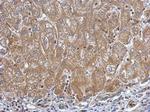 UGDH Antibody in Immunohistochemistry (Paraffin) (IHC (P))
