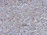 UGDH Antibody in Immunohistochemistry (Paraffin) (IHC (P))