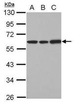 UGDH Antibody in Western Blot (WB)