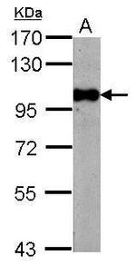 BRD3 Antibody in Western Blot (WB)