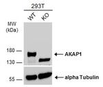 AKAP1 Antibody in Western Blot (WB)