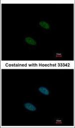 SF3A2 Polyclonal Antibody