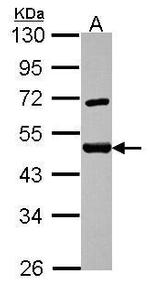 SF3A2 Antibody in Western Blot (WB)