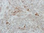 RANBP3 Polyclonal Antibody