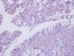 COPS3 Antibody in Immunohistochemistry (Paraffin) (IHC (P))