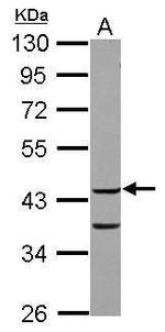 COPS3 Antibody in Western Blot (WB)