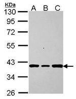 AKR7A2 Polyclonal Antibody
