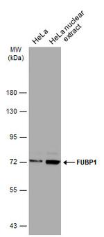 FUBP1 Antibody in Western Blot (WB)