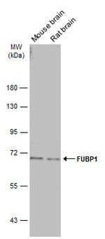 FUBP1 Antibody in Western Blot (WB)