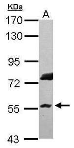 RNF8 Polyclonal Antibody