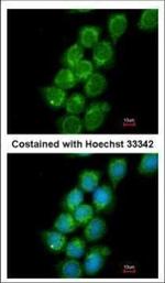 PRC1 Antibody in Immunocytochemistry (ICC/IF)