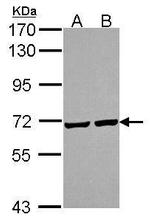 PRC1 Antibody in Western Blot (WB)