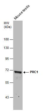 PRC1 Antibody in Western Blot (WB)