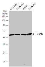 USP14 Antibody in Western Blot (WB)