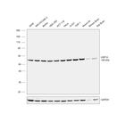 USP14 Antibody in Western Blot (WB)