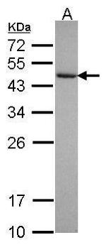 Cytohesin 3 Antibody in Western Blot (WB)