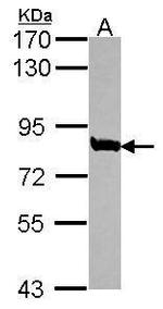 MED17 Antibody in Western Blot (WB)
