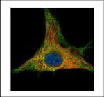 PRDX6 Polyclonal Antibody