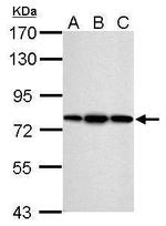 ERP72 Antibody in Western Blot (WB)