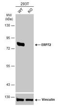 ERP72 Antibody in Western Blot (WB)