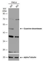 GDA Antibody in Western Blot (WB)