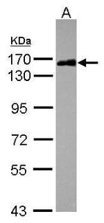 SAFB2 Antibody in Western Blot (WB)