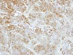 Importin 13 Antibody in Immunohistochemistry (Paraffin) (IHC (P))