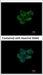 PUM1 Antibody in Immunocytochemistry (ICC/IF)
