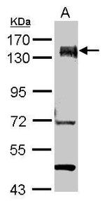 PUM1 Antibody in Western Blot (WB)