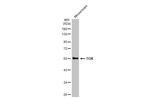 TOX Antibody in Western Blot (WB)