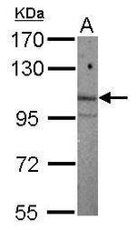 ARNT2 Polyclonal Antibody