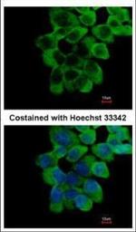 RNF10 Polyclonal Antibody