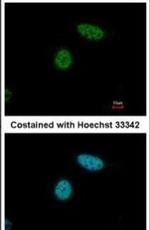 USP3 Antibody in Immunocytochemistry (ICC/IF)