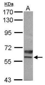 USP3 Antibody in Western Blot (WB)