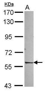 NR1D2 Antibody in Western Blot (WB)