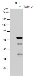 TOM1L1 Antibody in Western Blot (WB)