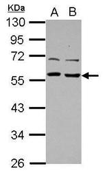 TOM1L1 Antibody in Western Blot (WB)