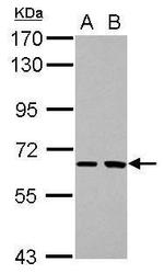 SH2D3A Polyclonal Antibody