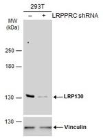 LRP130 Antibody in Western Blot (WB)